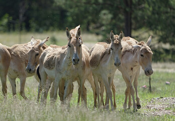 Herd of horses in the meadow