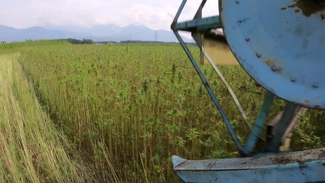 Combine harvesting Cannabis on Hemp farm. Cannabidiol, fiber and seed production.