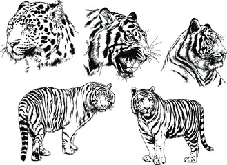 vector drawings sketches different predator , tigers lions cheetahs and leopards are drawn in ink by hand , objects with no background	