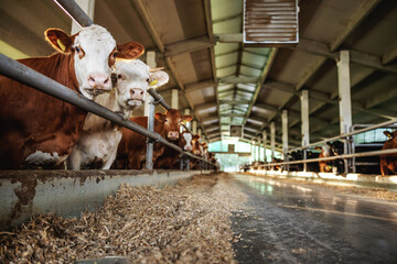 Beefs standing in herd in barn. They are eating and looking at camera. Ordinary day at organic farm.