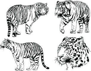 vector drawings sketches different predator , tigers lions cheetahs and leopards are drawn in ink by hand , objects with no background	