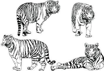 vector drawings sketches different predator , tigers lions cheetahs and leopards are drawn in ink by hand , objects with no background	