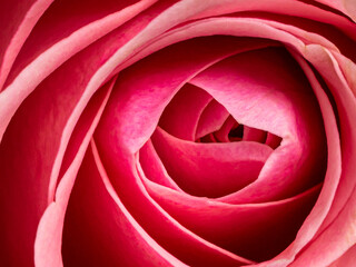 Obraz na płótnie Canvas Full frame of soft pink rose