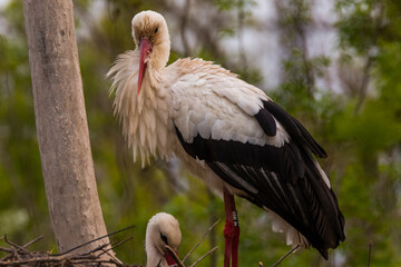 Storks in spring in Aiguamolls De L'Emporda Nature Reserve, Spain