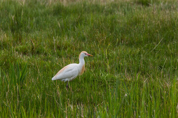 Cattle egret (Bubulcus ibis) in Aiguamolls De L'Emporda Nature Reserve, Spain