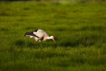 Obraz na płótnie Canvas Storks in spring in Aiguamolls De L'Emporda Nature Reserve, Spain