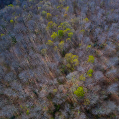Springtime, Beech forest, Altube, Gorbeia Natural Park, Alava, Basque Country, Spain, Europe