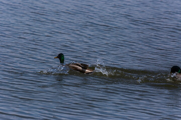 Mallard in spring in Aiguamolls De L'Emporda Nature Reserve, Spain