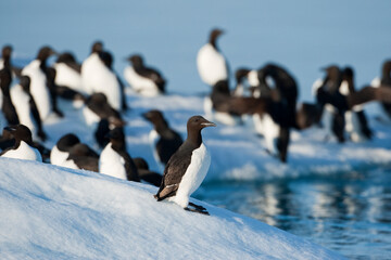 Brünnich's Guillemots, Svalbard, Norway
