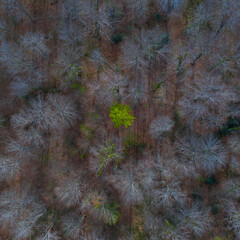 Springtime, Beech forest, Altube, Gorbeia Natural Park, Alava, Basque Country, Spain, Europe