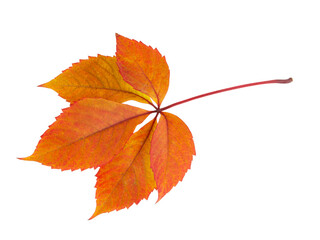 Red autumn leaf isolated on the white