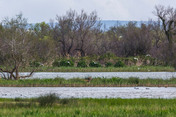 Fallow deer in Aiguamolls De L'Emporda Nature Reserve, Spain © Alberto Gonzalez 