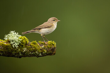 Female icterine warbler, hippolais icterina, sitting on twig covered in green moss in summer nature. Bird resting on bough with blurred background and copy space.