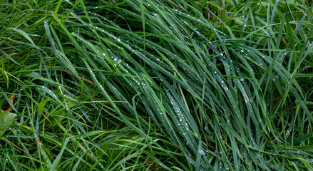 Raindrops on the green grass on a summer day