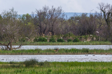 Fallow deer in Aiguamolls De L'Emporda Nature Reserve, Spain © Alberto Gonzalez 