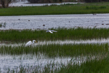 Great egret in Aiguamolls De L'Emporda Nature Reserve, Spain