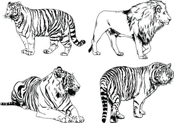 vector drawings sketches different predator , tigers lions cheetahs and leopards are drawn in ink by hand , objects with no background