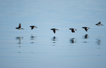 Brünnich's Guillemots, Svalbard, Norway