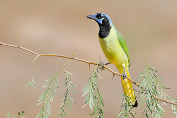 Green Jay (Cyanocorax luxuosus) perched, South Texas, USA