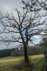 Fototapeta na wymiar Tree with distinct branches on a hilly countryside during winter in the sun
