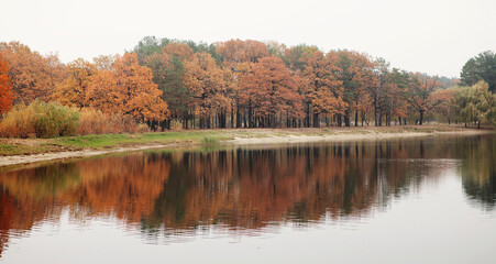 Naklejka na ściany i meble Reflection of trees with yellow crown in lake water. Autumn concept, cold weather, sad lonely time