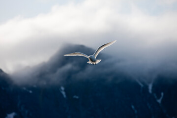 Ivory Gull, Svalbard, Norway