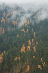 Autumn forest in the fog, South Tyrol, Italy 