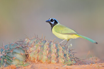 Green Jay (Cyanocorax luxuosus) perched on cactus, South Texas, USA