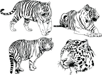 vector drawings sketches different predator , tigers lions cheetahs and leopards are drawn in ink by hand , objects with no background