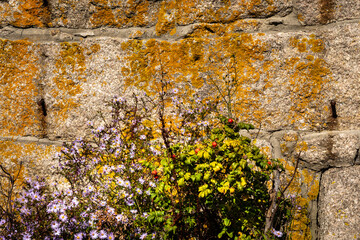 Fall asters and ragusa roses grow along a lichen-covered wall in Stonington on Deer Isle, Maine
