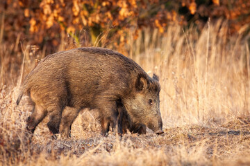 Wild boar, sus scrofa, sniffing on dry field in autumn nature. Brown hairy swine smelling on meadow in fall. Dirty adult pig looking for on grassland.