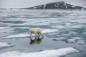 Polar Bear on Melting Ice, Svalbard, Norway