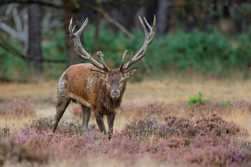 Red deer (Cervus elaphus) stag trying to impress the females in the rutting season  in the forest of National Park Hoge Veluwe in the Netherlands