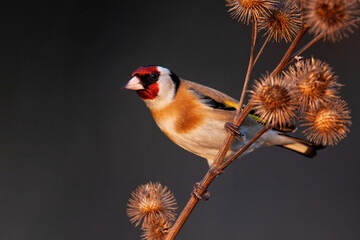 European goldfinch, carduelis carduelis, sitting on dry thistle in autumn. Brown bird with red spot...