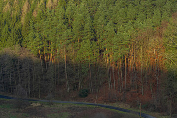 Forest scenery on a moody winter day