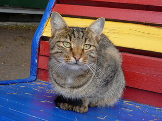cat on the park
