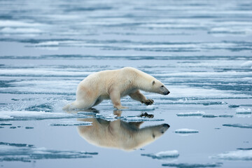 Obraz na płótnie Canvas Polar Bear on Melting Ice, Svalbard, Norway