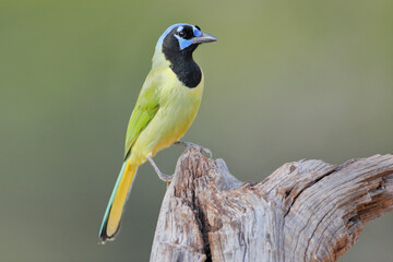 Green Jay (Cyanocorax luxuosus) perched, South Texas, USA