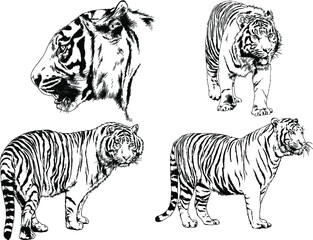 vector drawings sketches different predator , tigers lions cheetahs and leopards are drawn in ink by hand , objects with no background