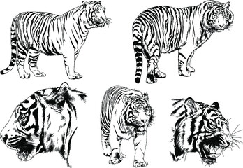 vector drawings sketches different predator , tigers lions cheetahs and leopards are drawn in ink by hand , objects with no background