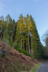Forest scenery on a moody winter day