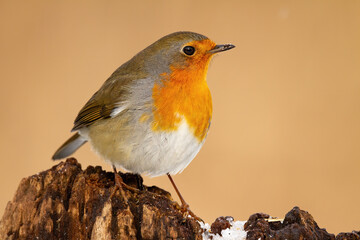 European robin, erithacus rubecula, sitting on trunk in winter nature. Little yellow bird resting on wood in wintertime. Feathered colorful animal looking on tree.