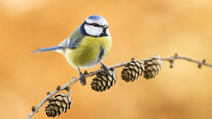 Eurasian blue tit, cyanistes caeruleus, looking on twig in autumn nature. Little orange and blue bird resting on branch in fall. Colorful animal sitting on bough with cones.