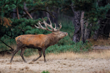 Red deer (Cervus elaphus) stag trying to impress the females in the rutting season  in the forest of National Park Hoge Veluwe in the Netherlands