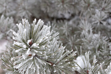 snow and frost covered pine branch