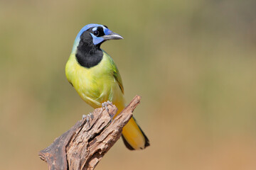 Green Jay (Cyanocorax luxuosus) perched, South Texas, USA