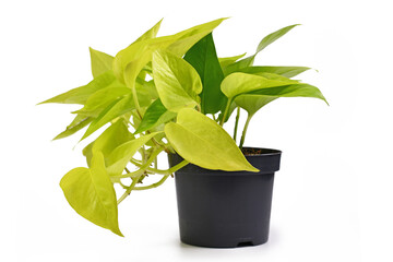 Tropical 'Epipremnum Aureum Lemon Lime' houseplant with neon green leaves in flower pot isolated on...