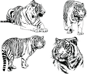 vector drawings sketches different predator , tigers lions cheetahs and leopards are drawn in ink by hand , objects with no background