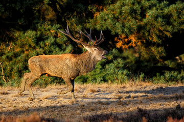 Naklejka na ściany i meble Red deer (Cervus elaphus) stag trying to impress the females in the rutting season in the forest of National Park Hoge Veluwe in the Netherlands