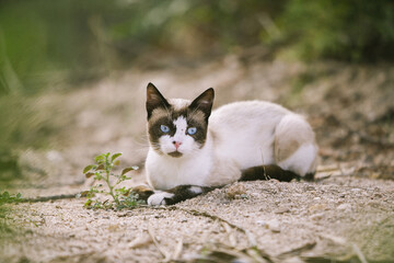 white cat on the grass